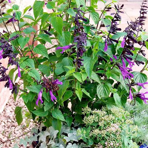 Salvia Amistad 1 2ltr All Perennial Plants Perennial