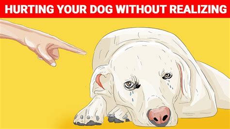 16 Ways You Are Hurting Your Dog Without Realizing Youtube