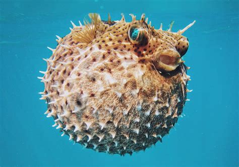 What Are Pufferfish And Are They Poisonous Images And Photos Finder