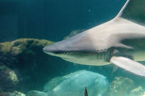 Blacknose Shark A Z Animals