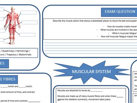 Gcse Pe Muscular System Revision Sheet Teaching Resources