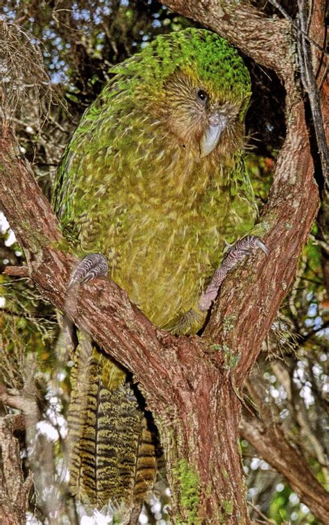 The Kakapo Māori Kākāpō Meaning Night Parrot Strigops Habroptila