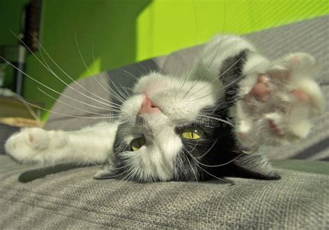 Cat Lying On Back Cat Meme Stock Pictures And Photos