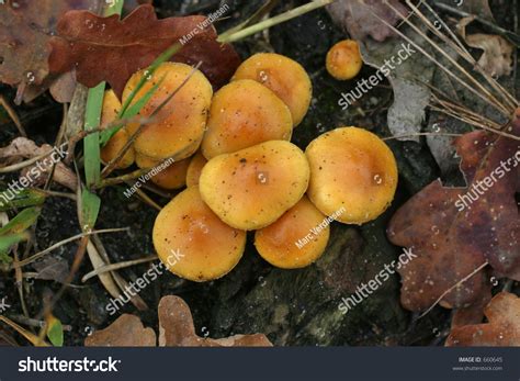 A Cluster Of Orange Mushrooms Leaves And Grass Stock Photo 660645