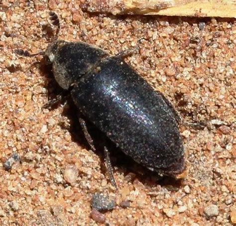 hide beetle dermestes maculatus · inaturalist nz