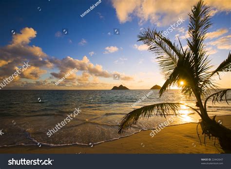 Pacific Sunrise Lanikai Beach Hawaii Palm Stock Photo 22442647