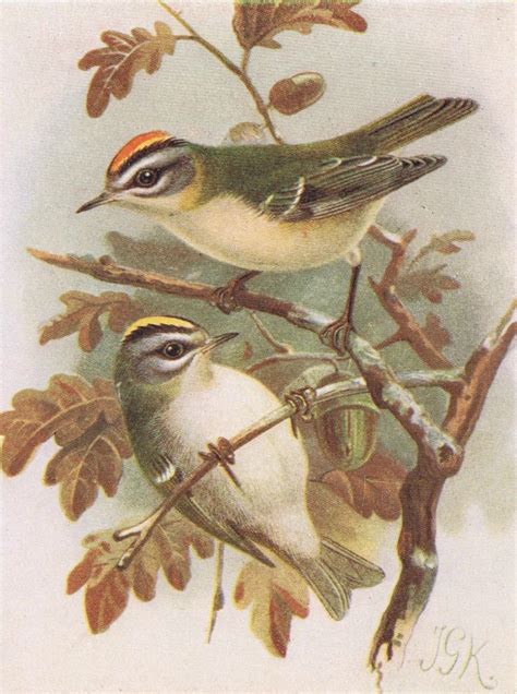 set of 2 antique bird prints birds in autumn bird art print bird prints bird art
