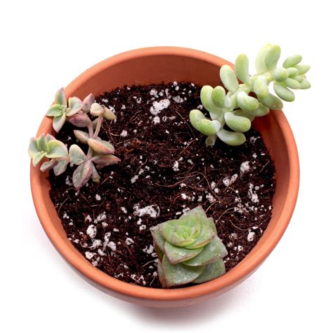Succulent Planting From Cuttings