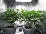 Marijuana Cultivation Course Pictures