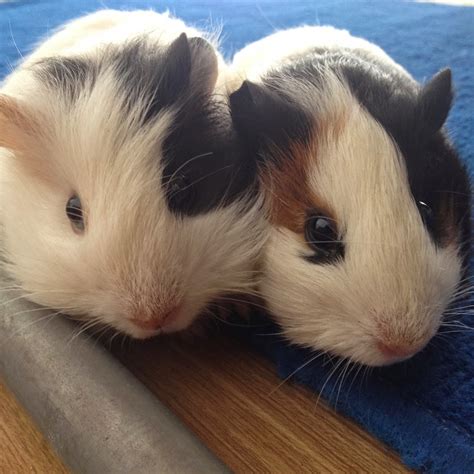 Two Guinea Pigs Youtube