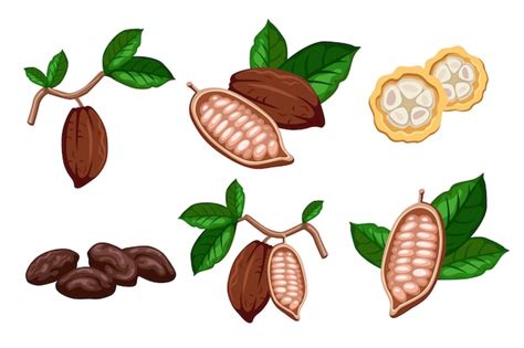 Premium Vector Chocolate Cocoa Beans Cartoon Illustration Set Cacao