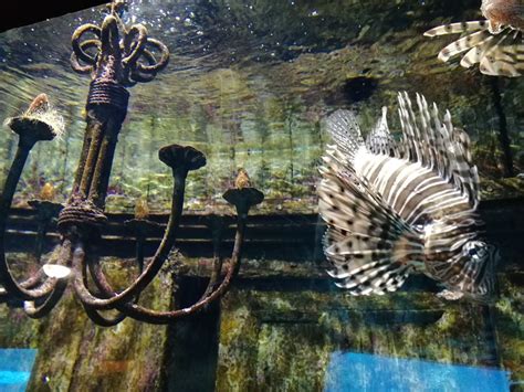 Ushaka Sea World Aquarium Durban All You Need To Know Before You Go