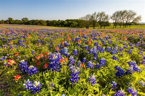 Texas Wildflower Bluebonnet And Indian Paintbrush Field At Sunset