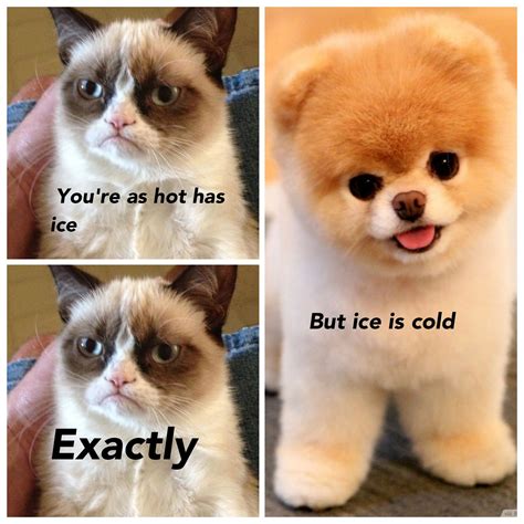 Cat Meme Grumpy Cute Jokes Funny Grumpy Cat Memes Gru