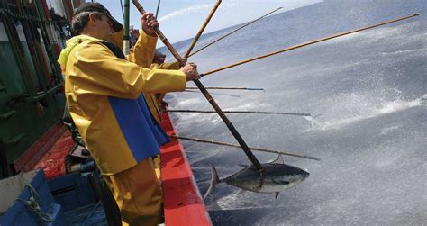La Importancia De La Pesca Sostenible Etiqueta Msc