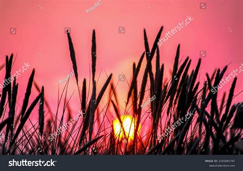 Tall Grass Sunset Background Rural Sunset Stock Photo 2141841747