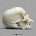 Human Male African American Skull Bone Clones Inc Osteological Reproductions