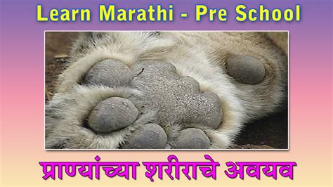 Animal Body Parts In Marathi Learn Marathi For Kids Marathi Grammar