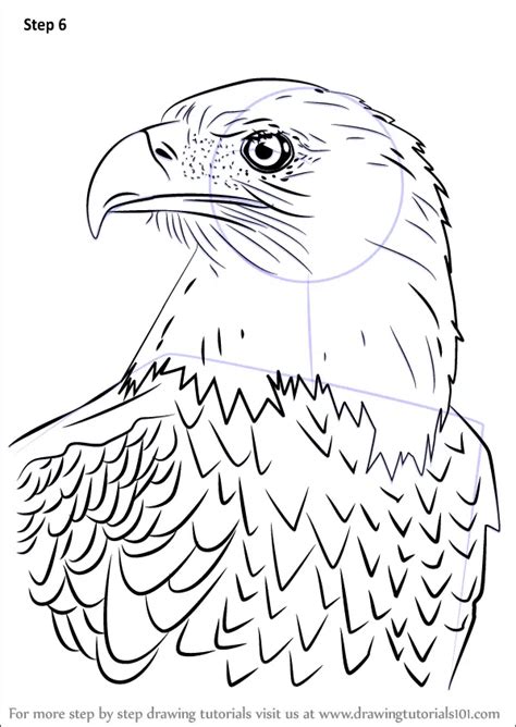 Learn How To Draw Bald Eagle Head Bird Of Prey Step By Step Drawing