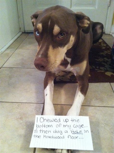 Cute Dogs For Your Monday Blues Dog Shaming Michael Bradley Time