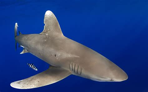 Animal White Tipped Reef Shark Hd Wallpaper