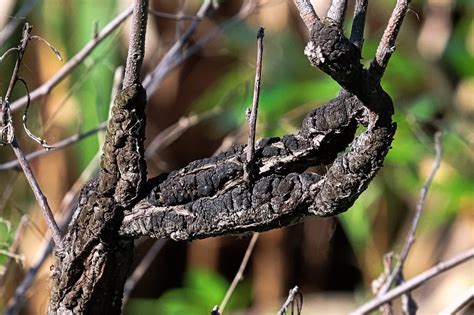Black Knot Fungus What Is It Tree Service In Wiseburg
