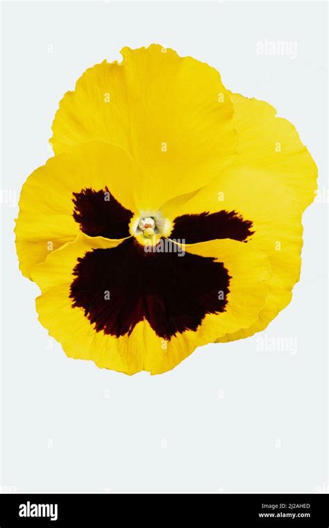 Yellow Black Single Pansy Stock Photo Alamy