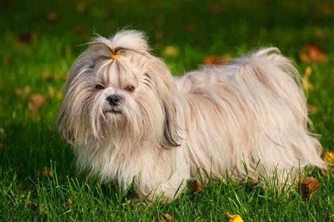 Cachorro Shih Tzu Entenda Mais Sobre A Raça Pets Diário Do Nordeste