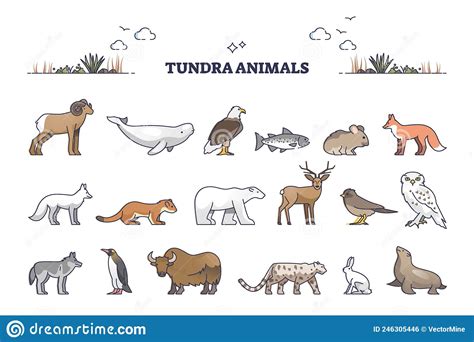 Tundra Animals Collection With Natural Habitat Creatures Type Outline
