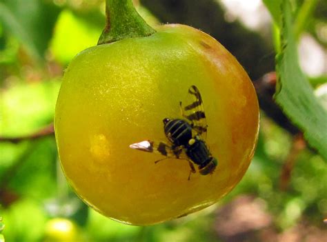 Main Western Cherry Fruit Fly Ipm Pest Advisories