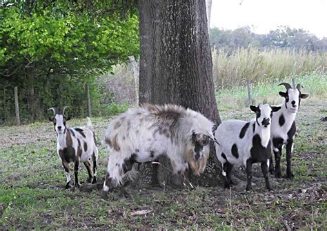 Fainting Goat Facts