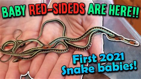 Our Red Sided Garter Snake Gave Birth Youtube