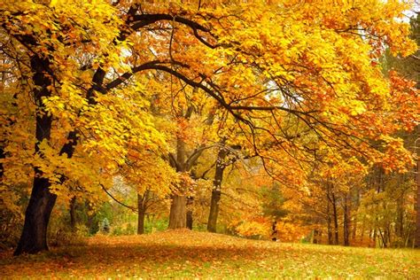 4k 5k Seasons Autumn Parks Trees Foliage Hd Wallpaper Rare Gallery