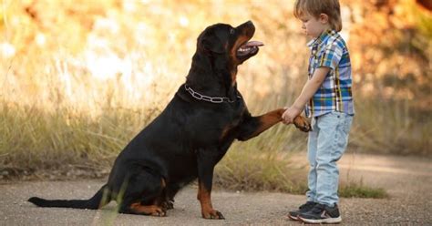 Rottweilers, like other larger dog breeds, have a different growth period than medium and small breeds, so they need different nutrition to meet those needs. The 14 Best Dog Foods for Rottweilers  2020 Reviews 