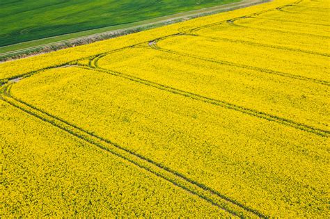 Abstract Landscape Photography With Canola Fields And A Drone