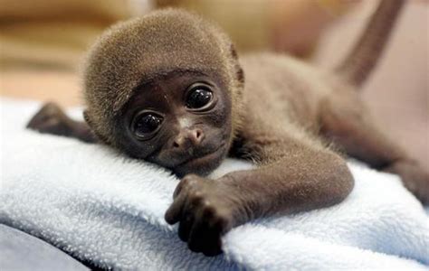 Funny Animals Cute Baby Monkeys
