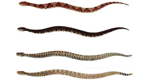 Identify These Venomous Snakes And Save A Life News To Share