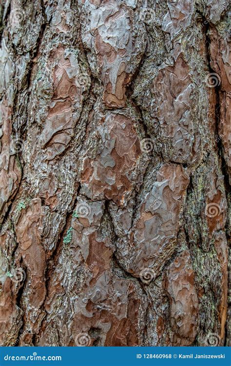 Bark Of A Pine Tree In Close Up Stock Photo Image Of Plant Green
