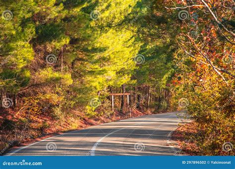 Asphalt Road Through Autumn Forest At Sunrise Stock Photo Image Of