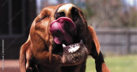 Dog Licks Peanut Butter Of Of Its Nose Stock ビデオ Adobe Stock