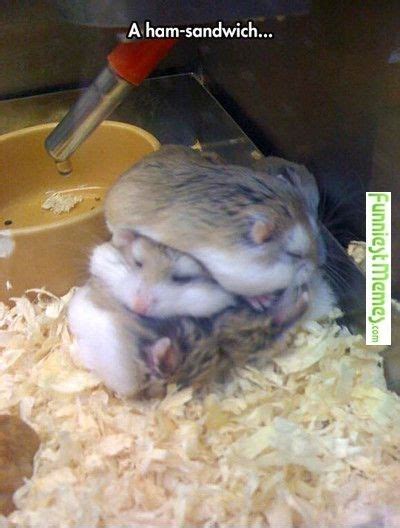 15 Funny Hamster Memes To Get You Through Friday Funny Hamsters Cute