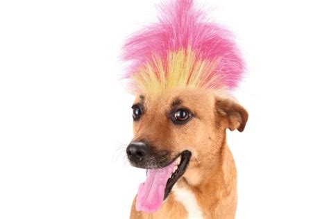 30 Hilariously Bad Dog Haircuts