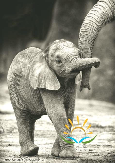 Cute Baby Elephant Holding Trunks I Love This Just As A Photo Too It
