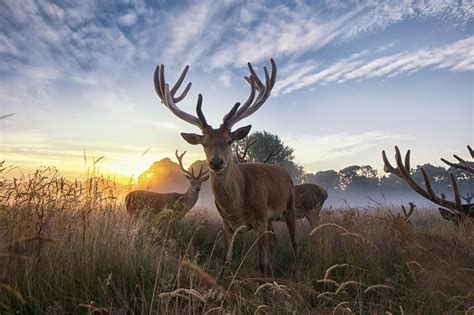 Nature Animals Deer Wallpapers Hd Desktop And Mobile Backgrounds