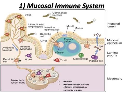 The lymph nodes are insufficiently developed in the newborns and infants; 14 best 17-Immunology: Mucosal Associated Lymphoid Tissue ...