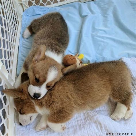 Corgi Community On Instagram “bed Time Cuddles ♥️ 👫 Tag A Friend 👉 Follow Myfavcorgi 👉