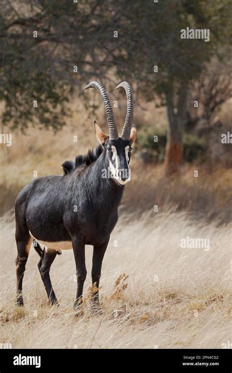 Giant Sable Antelope Hippotragus Niger Variani Stands In Grass