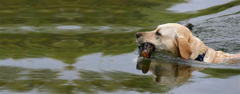 How To Train Your Dog To Blind Retrieve Wag