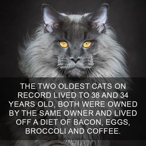 10 Amazing Cat Facts That You Probably Didnt Know Bored Panda