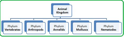 Classification Biology Notes For Igcse 2014